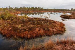 Spring in the swamp lakes photo