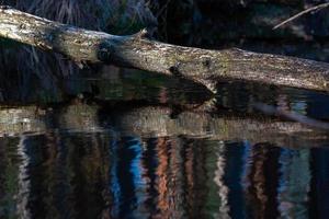 Spring in the swamp lakes photo