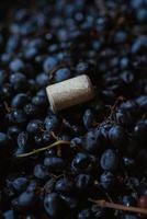 wine cork on blue wine grapes photo