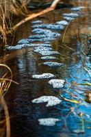 Spring in the swamp lakes photo