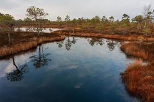 Spring in the swamp lakes photo