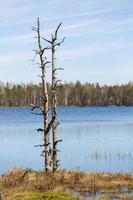 Spring in the swamp lakes photo