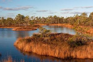 Spring in the swamp lakes photo