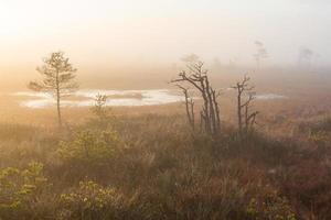 Spring in the swamp lakes photo