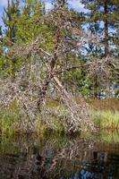 Spring in the swamp lakes photo