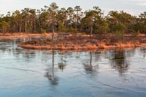 Spring in the swamp lakes photo