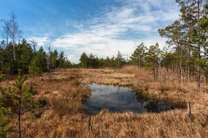 Spring in the swamp lakes photo