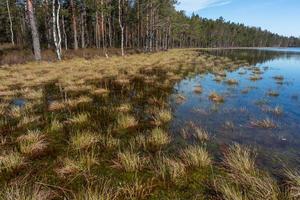 Spring in the swamp lakes photo