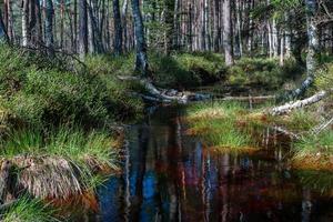 Spring in the swamp lakes photo