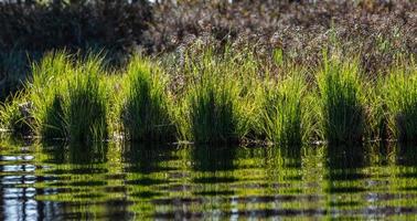 Spring in the swamp lakes photo