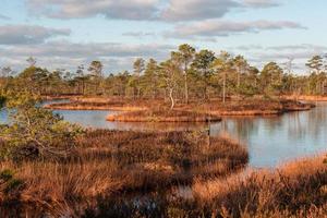 Spring in the swamp lakes photo