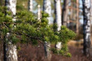 Spring in the swamp lakes photo