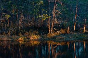 Spring in the swamp lakes photo