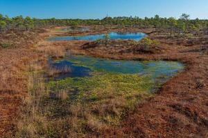 Spring in the swamp lakes photo