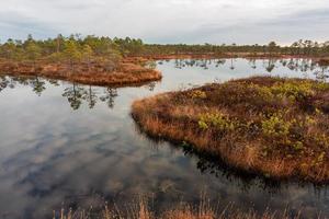 Spring in the swamp lakes photo