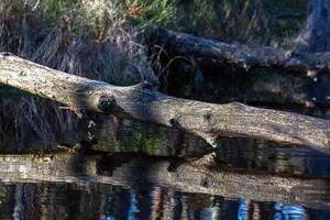 Spring in the swamp lakes photo