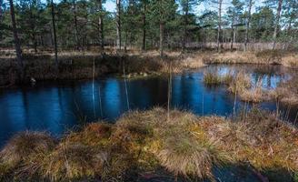 Spring in the swamp lakes photo