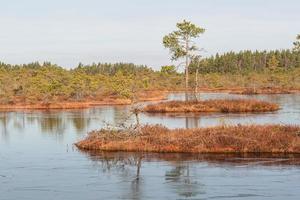 Spring in the swamp lakes photo