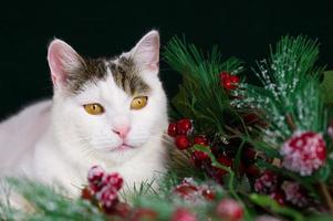 retrato de primer plano de un lindo gato blanco con ojos amarillos sentado cerca de las ramas de decoración navideña foto