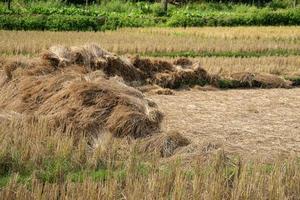 Dry straw texture background in the rice field photo