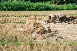 Dry straw texture background in the rice field photo