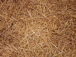 Full Frame Dry Brown Straws Texture photo