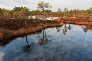 Spring in the swamp lakes photo