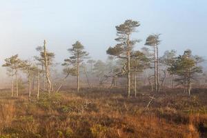 Spring in the swamp lakes photo