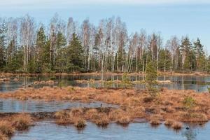 Spring in the swamp lakes photo