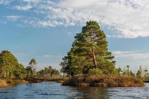 Spring in the swamp lakes photo