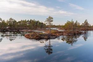 Spring in the swamp lakes photo