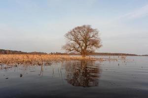 Flooded Meadows in Spring photo