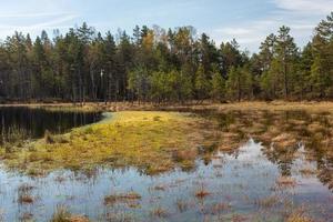 Spring in the swamp lakes photo