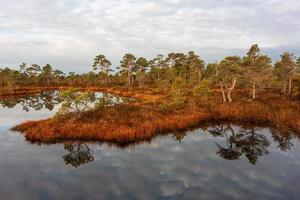 Spring in the swamp lakes photo