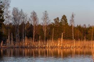 Spring in the swamp lakes photo