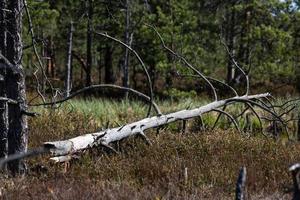 Spring in the swamp lakes photo