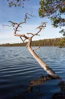 Spring in the swamp lakes photo