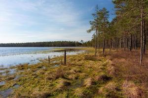 Spring in the swamp lakes photo