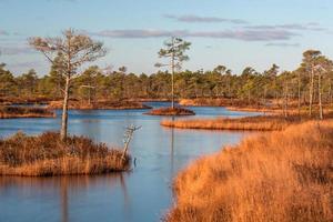 Spring in the swamp lakes photo