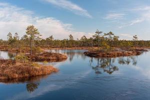 Spring in the swamp lakes photo