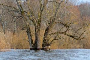 Flooded Meadows in Spring photo