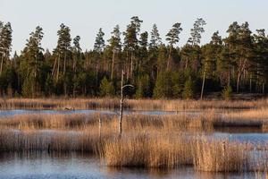 Spring in the swamp lakes photo