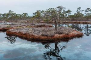 Spring in the swamp lakes photo