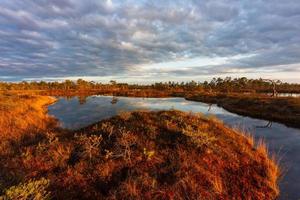 Spring in the swamp lakes photo