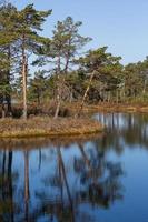 Spring in the swamp lakes photo