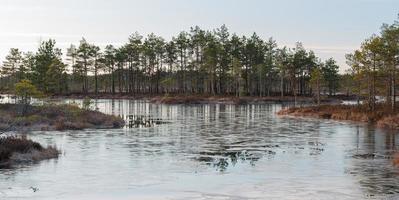 Spring in the swamp lakes photo