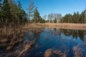 Spring in the swamp lakes photo