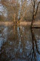 Flooded Meadows in Spring photo