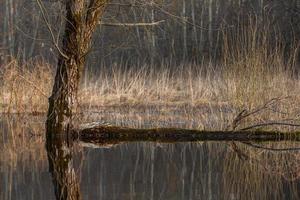 Flooded Meadows in Spring photo