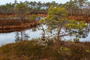 Spring in the swamp lakes photo